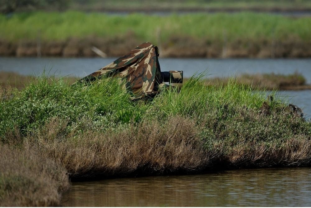 Birdwatching Cavallino-Treporti Birdwatching Cavallino-Treporti